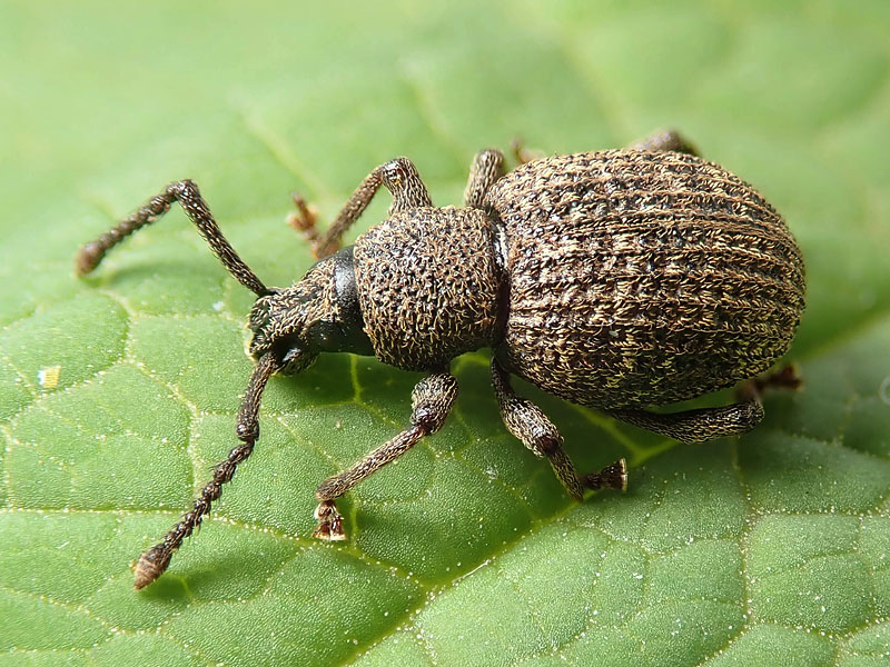 Curculionidae: Otiorhynchus (Rosvalestus) globus